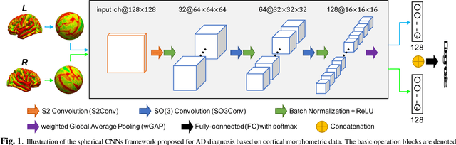 Figure 1 for Discriminative analysis of the human cortex using spherical CNNs - a study on Alzheimer's disease diagnosis