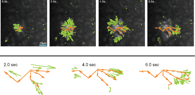 Figure 4 for Mapping the spatiotemporal dynamics of calcium signaling in cellular neural networks using optical flow