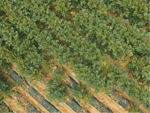 Figure 3 for Automatic Radish Wilt Detection Using Image Processing Based Techniques and Machine Learning Algorithm