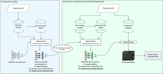 Figure 2 for An Analysis of the Influence of Transfer Learning When Measuring the Tortuosity of Blood Vessels