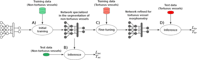 Figure 3 for An Analysis of the Influence of Transfer Learning When Measuring the Tortuosity of Blood Vessels