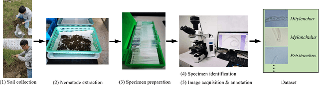 Figure 2 for I-Nema: A Biological Image Dataset for Nematode Recognition