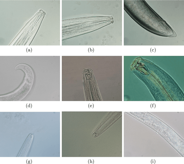 Figure 3 for I-Nema: A Biological Image Dataset for Nematode Recognition