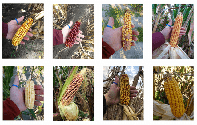 Figure 1 for DeepCorn: A Semi-Supervised Deep Learning Method for High-Throughput Image-Based Corn Kernel Counting and Yield Estimation