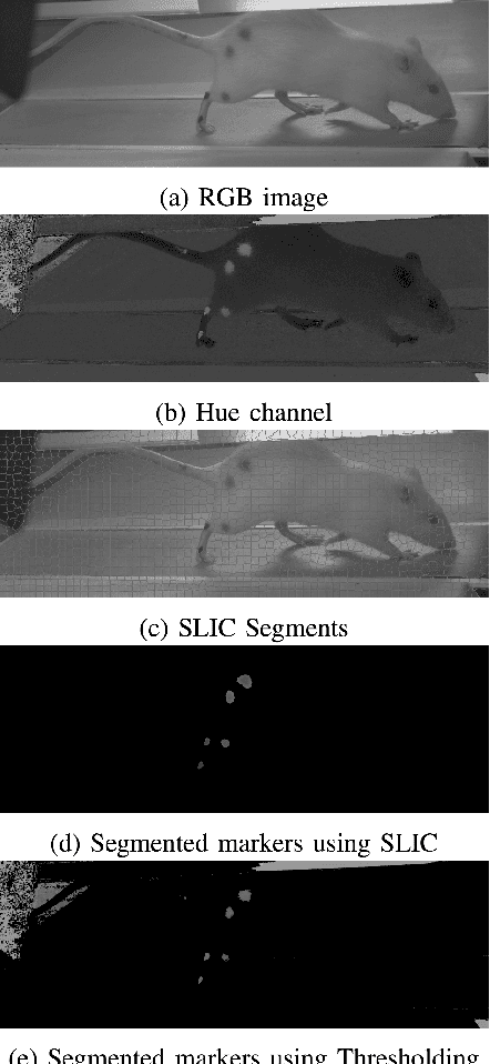Figure 1 for Superpixels Based Marker Tracking Vs. Hue Thresholding In Rodent Biomechanics Application