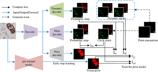 Figure 1 for Weakly Supervised Learning for cell recognition in immunohistochemical cytoplasm staining images