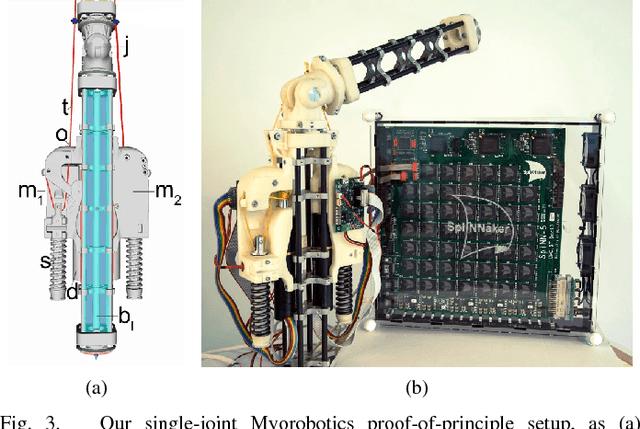 Figure 3 for Scalability in Neural Control of Musculoskeletal Robots