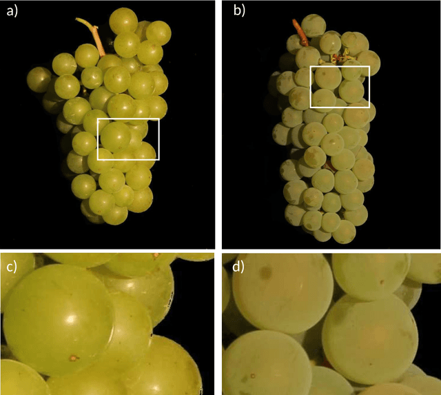 Figure 1 for Automated Phenotyping of Epicuticular Waxes of Grapevine Berries Using Light Separation and Convolutional Neural Networks