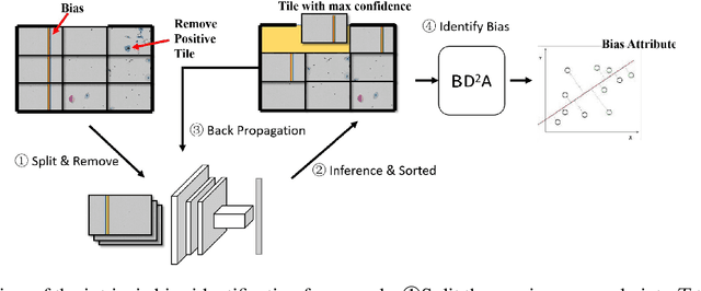 Figure 3 for Intrinsic Bias Identification on Medical Image Datasets