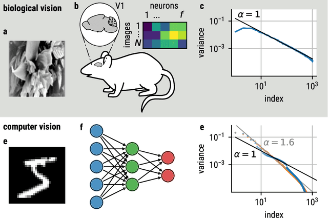 Figure 1 for Different Spectral Representations in Optimized Artificial Neural Networks and Brains