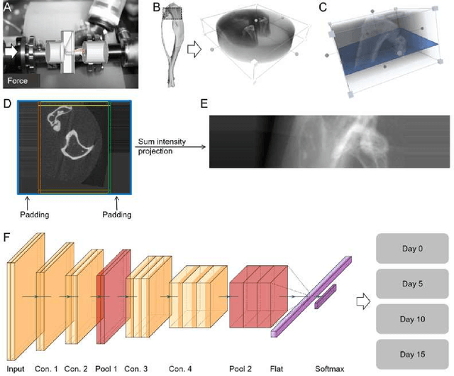 Figure 1 for Decoding the Rejuvenating Effects of Mechanical Loading on Skeletal Maturation using in Vivo Imaging and Deep Learning