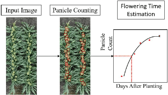 Figure 3 for Panicle Counting in UAV Images For Estimating Flowering Time in Sorghum