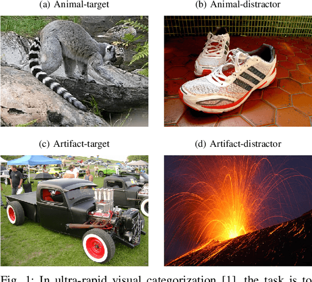 Figure 1 for Ultra-fast image categorization in vivo and in silico