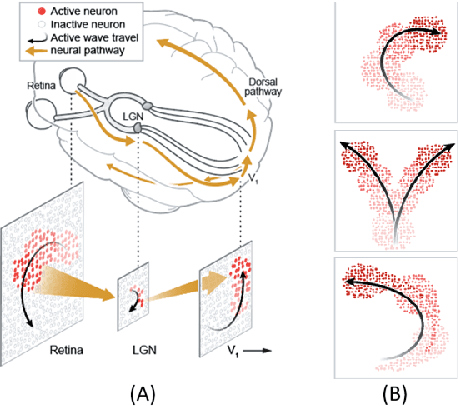 Figure 1 for Self-organization of multi-layer spiking neural networks