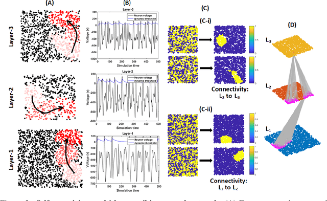 Figure 2 for Self-organization of multi-layer spiking neural networks