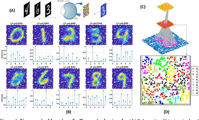 Figure 4 for Self-organization of multi-layer spiking neural networks