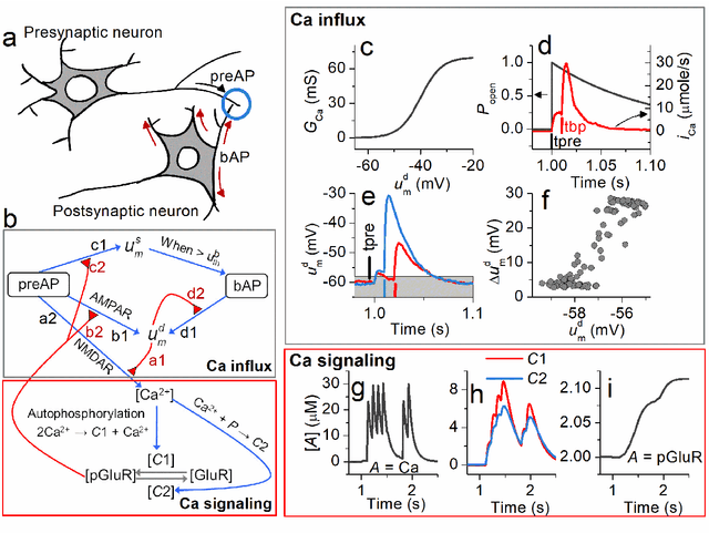 Figure 1 for Simplified calcium signaling cascade for synaptic plasticity