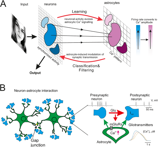 Figure 2 for Astrocytes mediate analogous memory in a multi-layer neuron-astrocytic network