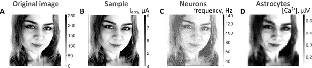 Figure 3 for Astrocytes mediate analogous memory in a multi-layer neuron-astrocytic network