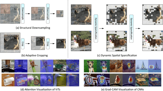 Figure 1 for Dynamic Spatial Sparsification for Efficient Vision Transformers and Convolutional Neural Networks