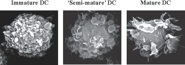 Figure 1 for Introducing Dendritic Cells as a Novel Immune-Inspired Algorithm for Anomoly Detection