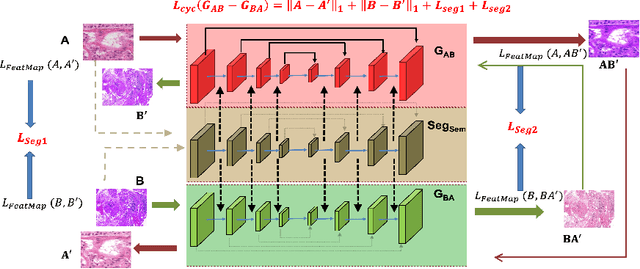 Figure 1 for Structure Preserving Stain Normalization of Histopathology Images Using Self-Supervised Semantic Guidance