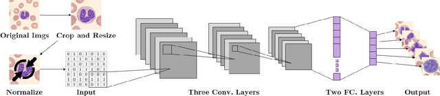 Figure 2 for W-Net: A CNN-based Architecture for White Blood Cells Image Classification