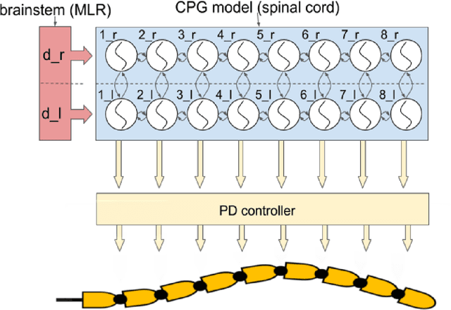 Figure 1 for A Spiking Central Pattern Generator for the control of a simulated lamprey robot running on SpiNNaker and Loihi neuromorphic boards