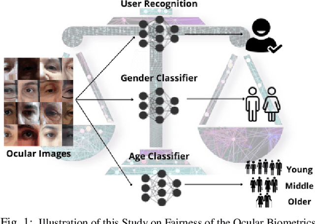 Figure 1 for Investigating Fairness of Ocular Biometrics Among Young, Middle-Aged, and Older Adults