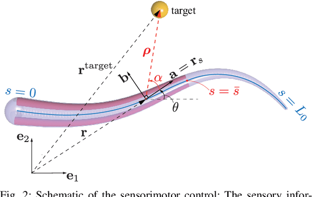 Figure 2 for A Sensory Feedback Control Law for Octopus Arm Movements