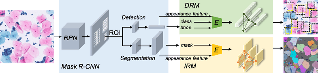 Figure 1 for IRNet: Instance Relation Network for Overlapping Cervical Cell Segmentation