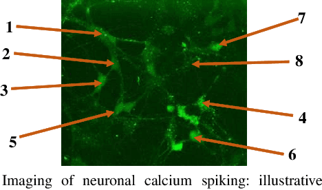 Figure 1 for Correlation in Neuronal Calcium Spiking: Quantification based on Empirical Mutual Information Rate