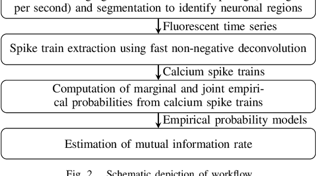 Figure 2 for Correlation in Neuronal Calcium Spiking: Quantification based on Empirical Mutual Information Rate