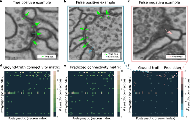 Figure 1 for Synaptic partner prediction from point annotations in insect brains