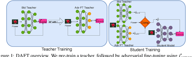 Figure 1 for DAFT: Distilling Adversarially Fine-tuned Models for Better OOD Generalization