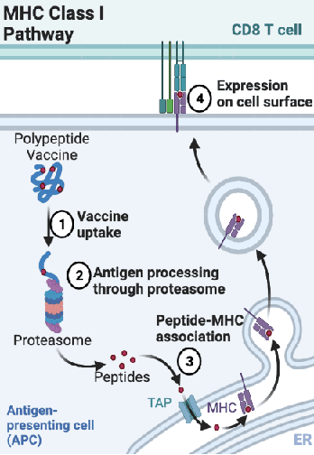 Figure 1 for Improved proteasomal cleavage prediction with positive-unlabeled learning