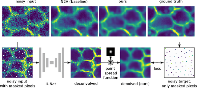 Figure 1 for Improving Blind Spot Denoising for Microscopy