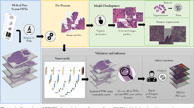 Figure 2 for PECNet: A Deep Multi-Label Segmentation Network for Eosinophilic Esophagitis Biopsy Diagnostics