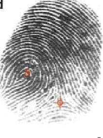 Figure 3 for Minutiae Extraction from Fingerprint Images - a Review