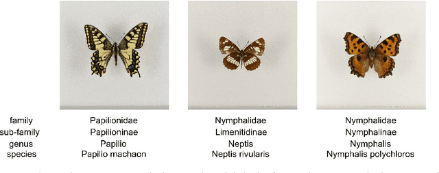 Figure 4 for Learning Representations For Images With Hierarchical Labels