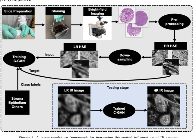 Figure 1 for A deep learning framework for morphologic detail beyond the diffraction limit in infrared spectroscopic imaging