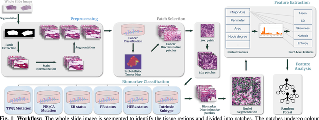Figure 1 for Exploring Genetic-histologic Relationships in Breast Cancer
