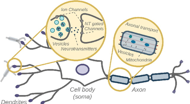 Figure 1 for Network of Evolvable Neural Units: Evolving to Learn at a Synaptic Level