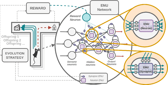 Figure 3 for Network of Evolvable Neural Units: Evolving to Learn at a Synaptic Level