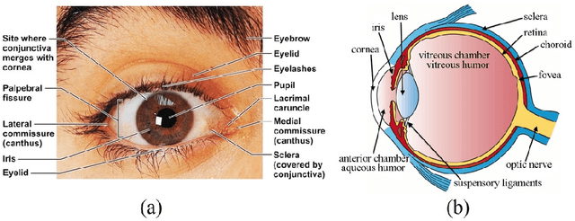 Figure 1 for Image based Eye Gaze Tracking and its Applications