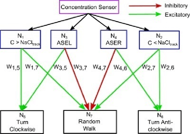 Figure 4 for A neural circuit for navigation inspired by C. elegans Chemotaxis