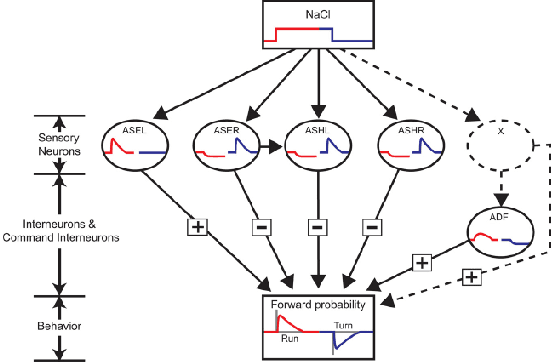 Figure 1 for A neural circuit for navigation inspired by C. elegans Chemotaxis