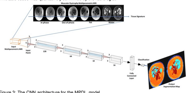 Figure 3 for Multiparametric Deep Learning Tissue Signatures for Muscular Dystrophy: Preliminary Results