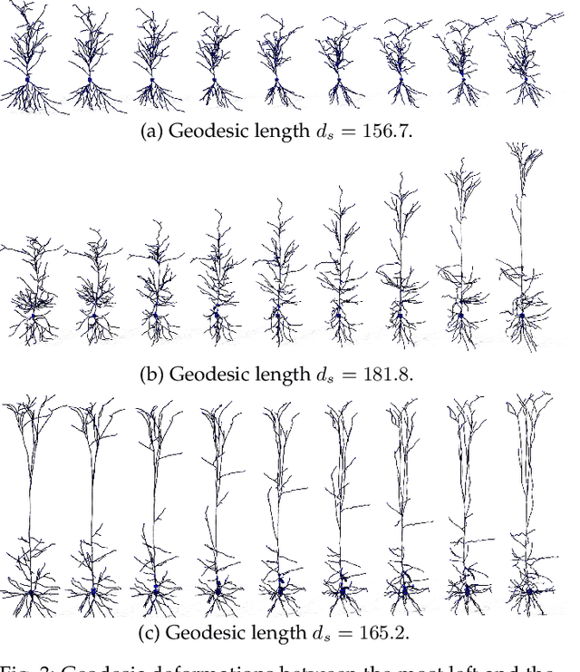 Figure 3 for On the Statistical Analysis of Complex Tree-shaped 3D Objects