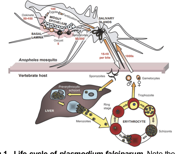 Figure 1 for An Efficient Production Process for Extracting Salivary Glands from Mosquitoes